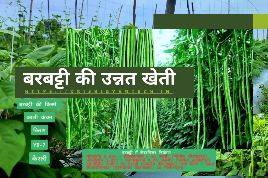 May Me Konsi Sabji Lagaye | मई महीने में कौनसी सब्जी लगाएं | 7 Advanced cultivation of Barbatti