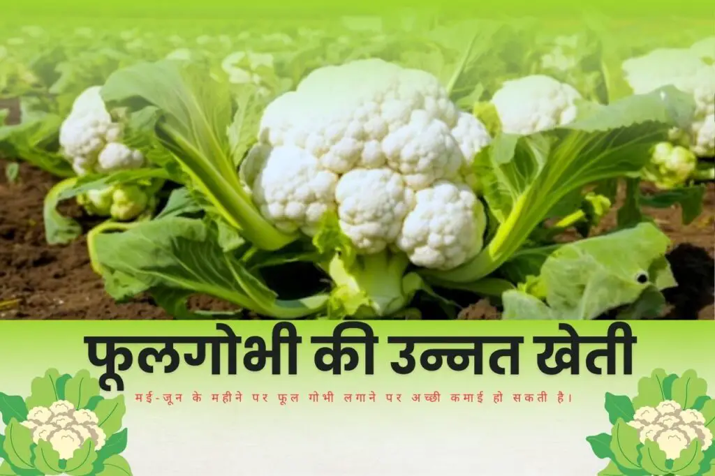 May Me Konsi Sabji Lagaye | मई महीने में कौनसी सब्जी लगाएं | 2 Advanced cultivation of cauliflower