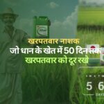 Altair weedicide : धान के खेत में 50 दिन तक खरपतवार को दूर रखे|