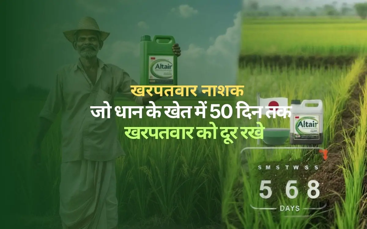 Read more about the article Altair weedicide : धान के खेत में 50 दिन तक खरपतवार को दूर रखे|
