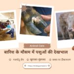 Animal care in rainy season| barish ke mausam me pashuon ki dekhbhal| बारिश के मौसम में पशुओं की देखभाल कैसे करें टिप्स।