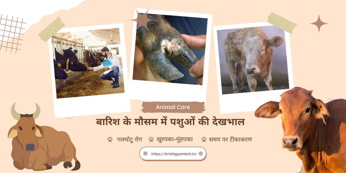 Read more about the article Animal care in rainy season| barish ke mausam me pashuon ki dekhbhal| बारिश के मौसम में पशुओं की देखभाल कैसे करें टिप्स।