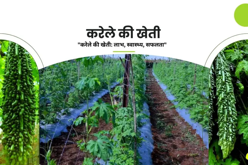 May Me Konsi Sabji Lagaye | मई महीने में कौनसी सब्जी लगाएं | 3 Cultivation of bitter gourd