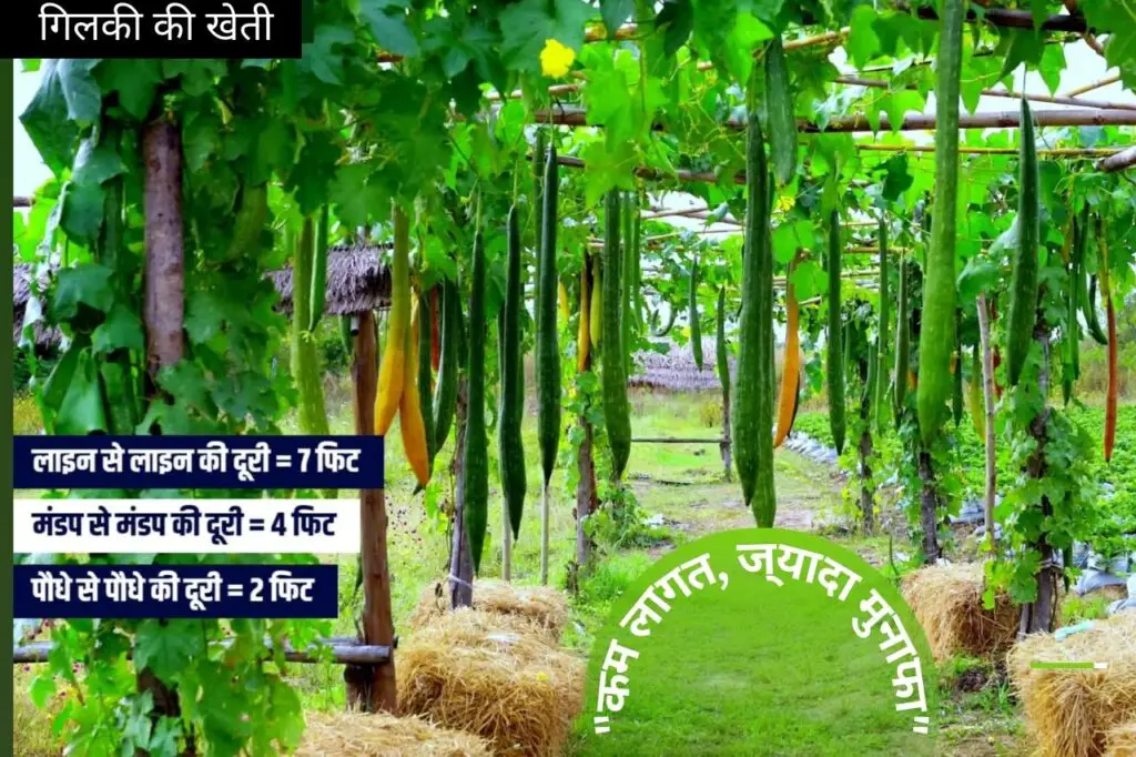 May Me Konsi Sabji Lagaye | मई महीने में कौनसी सब्जी लगाएं | 5 Gilki farming