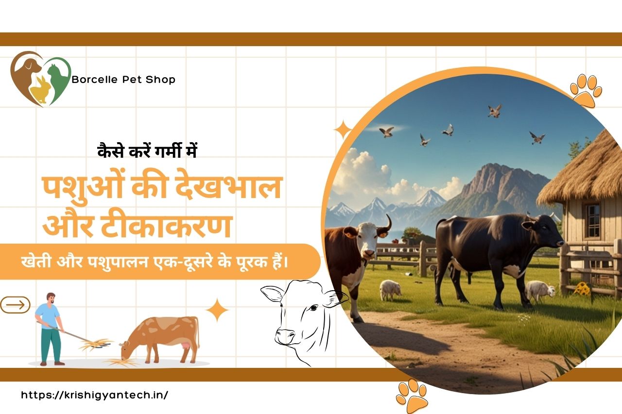 Read more about the article कैसे करें गर्मी में पशुओं की देखभाल और टीकाकरण | Animal care and vaccination in summer|