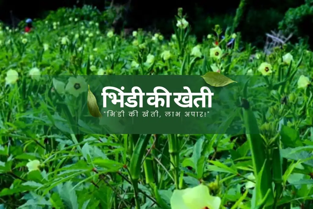 May Me Konsi Sabji Lagaye | मई महीने में कौनसी सब्जी लगाएं | 4 Ladyfinger cultivation
