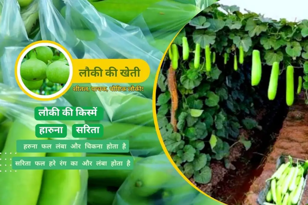 May Me Konsi Sabji Lagaye | मई महीने में कौनसी सब्जी लगाएं | 6 Lauki ki kheti
