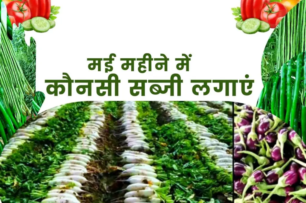May Me Konsi Sabji Lagaye | मई महीने में कौनसी सब्जी लगाएं | 1 May Me Konsi Sabji Lagaye