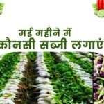 May Me Konsi Sabji Lagaye | मई महीने में कौनसी सब्जी लगाएं |