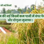 धान की नई किस्में कम पानी में बंपर पैदावार, और दोगुना मुनाफा कमाएं !Top 5 New varieties of paddy |
