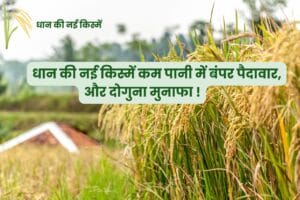 Read more about the article धान की नई किस्में कम पानी में बंपर पैदावार, और दोगुना मुनाफा कमाएं !Top 5 New varieties of paddy |