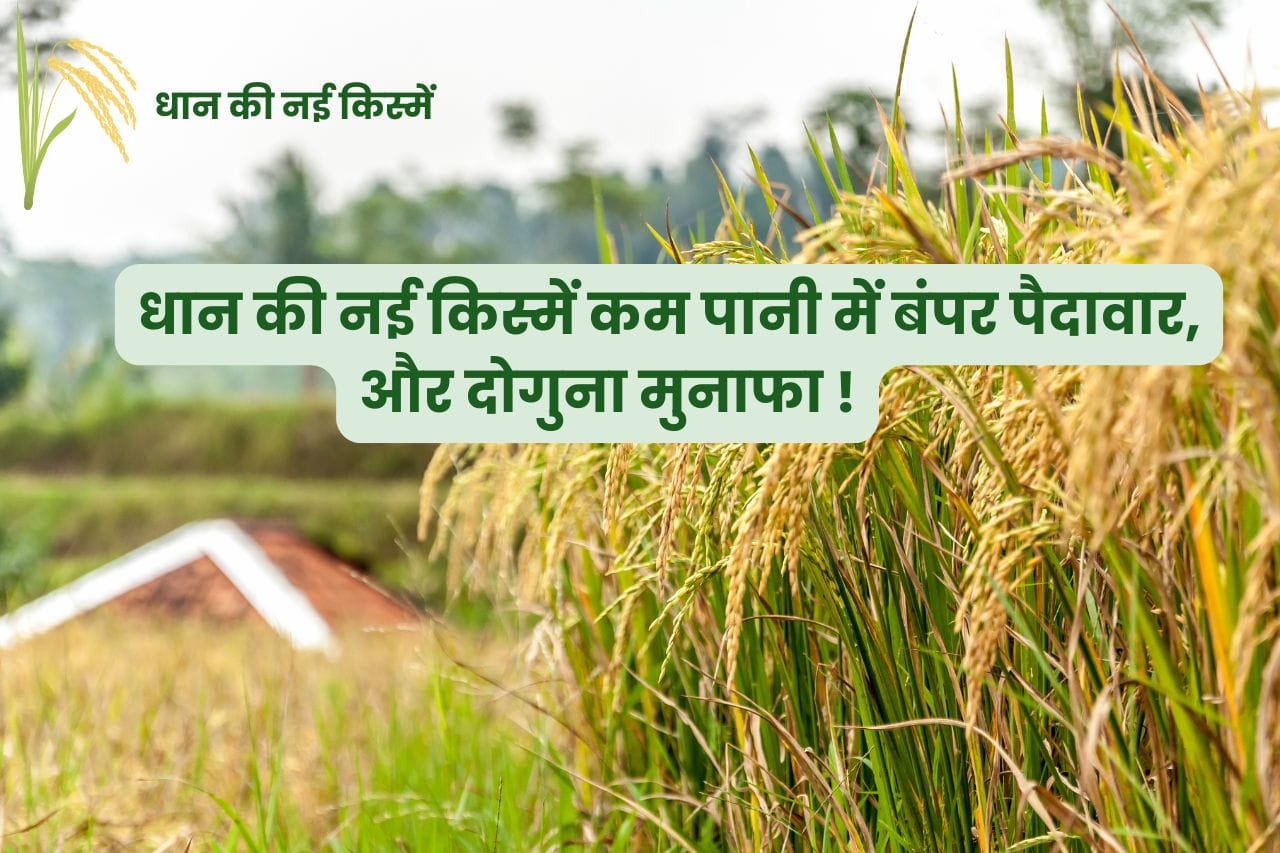 Read more about the article धान की नई किस्में कम पानी में बंपर पैदावार, और दोगुना मुनाफा कमाएं !Top 5 New varieties of paddy |