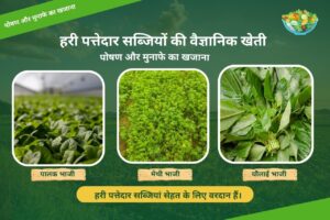 Read more about the article 🌿Green leafy vegetable farming | हरी पत्तेदार सब्जियाँ पोषण और मुनाफे का खजाना 🥬|