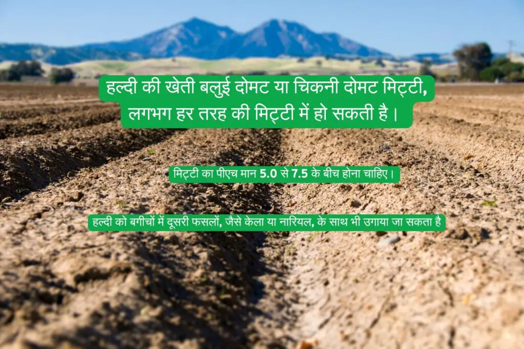 Haldi ki kheti kaise karen? हल्दी की वैज्ञानिक खेती: 1 एकड़ से 5 लाख तक की कमाई कैसे करें?* 2 Scientific cultivation of turmeric