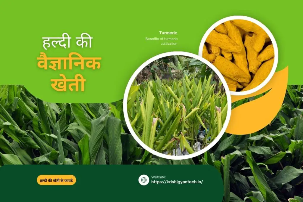 Haldi ki kheti kaise karen? हल्दी की वैज्ञानिक खेती: 1 एकड़ से 5 लाख तक की कमाई कैसे करें?* 1 Haldi ki kheti kaise karen
