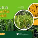 Haldi ki kheti kaise karen? हल्दी की वैज्ञानिक खेती: 1 एकड़ से 5 लाख तक की कमाई कैसे करें?*