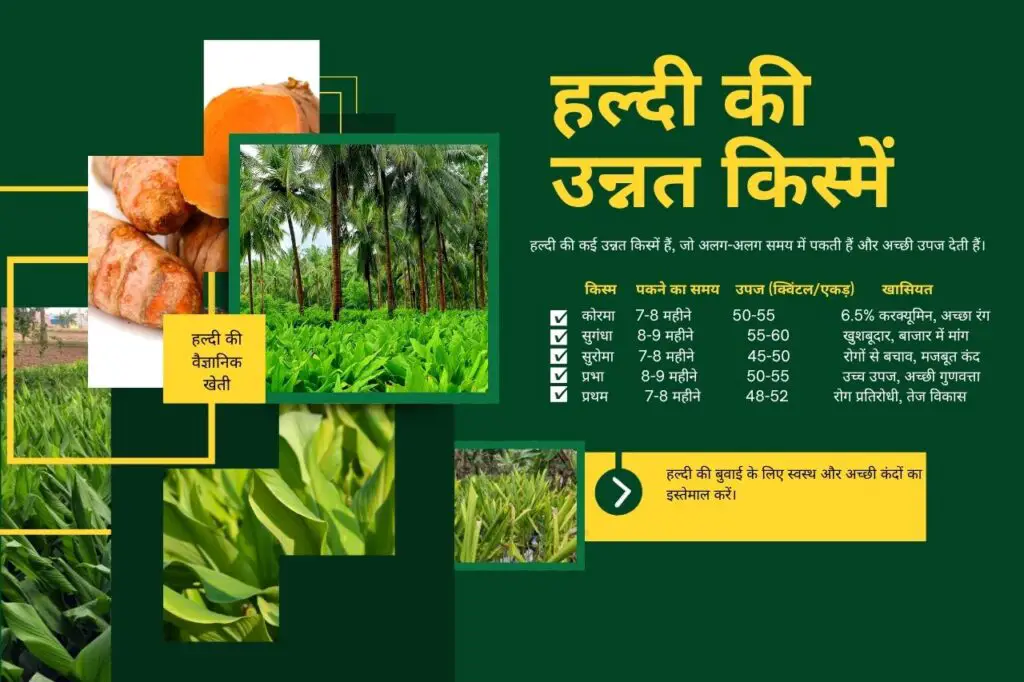 Haldi ki kheti kaise karen? हल्दी की वैज्ञानिक खेती: 1 एकड़ से 5 लाख तक की कमाई कैसे करें?* 3 Scientific cultivation of turmeric