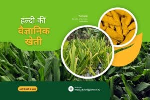Read more about the article Haldi ki kheti kaise karen? हल्दी की वैज्ञानिक खेती: 1 एकड़ से 5 लाख तक की कमाई कैसे करें?*