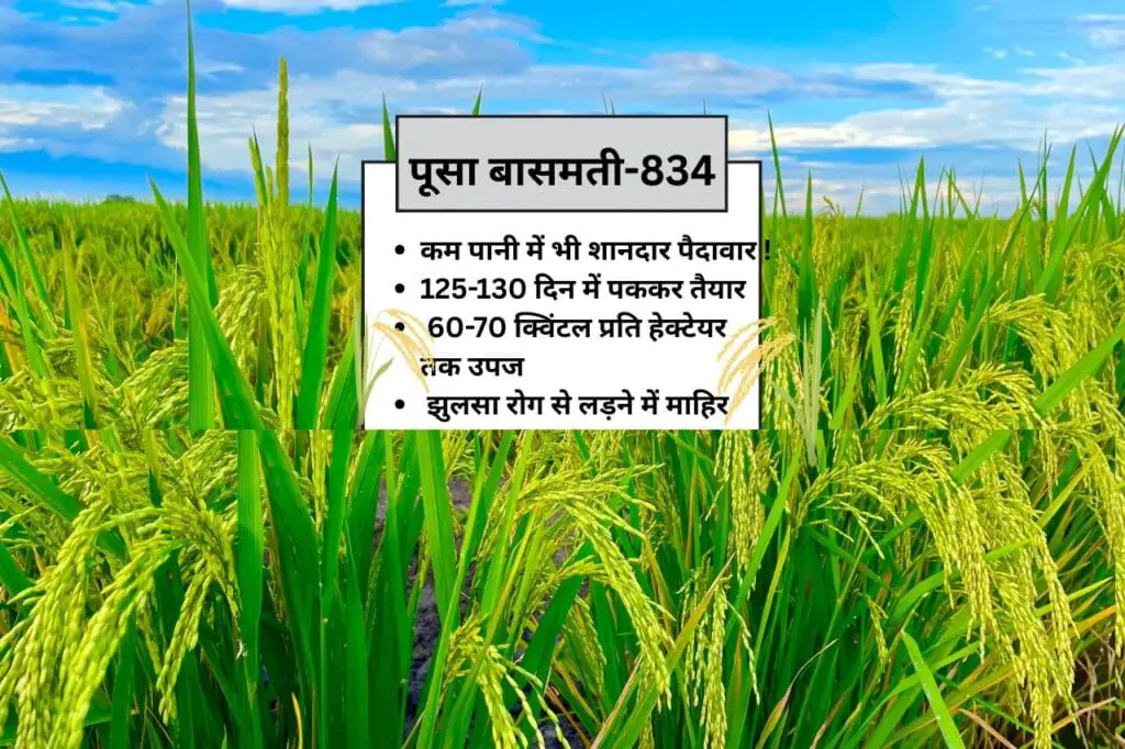धान की नई किस्में कम पानी में बंपर पैदावार, और दोगुना मुनाफा कमाएं !Top 5 New varieties of paddy | 1 Top 5 New varieties of paddy
