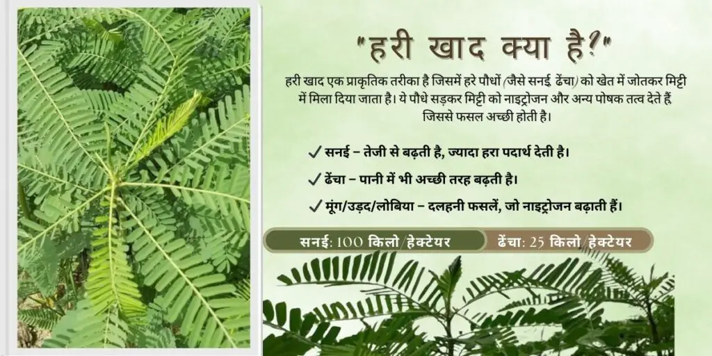 Hari Khad: Mitti ko Upjaau banane ka sasta aur natural method|मिट्टी को उपजाऊ बनाने का सस्ता और प्राकृतिक तरीका हरी खाद का उपयोग है! 1 Use of green manure to make the soil fertile!