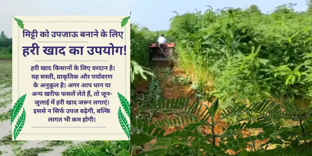 Hari Khad: Mitti ko Upjaau banane ka sasta aur natural method|मिट्टी को उपजाऊ बनाने का सस्ता और प्राकृतिक तरीका हरी खाद का उपयोग है! 3 Use of green manure to make the soil fertile!