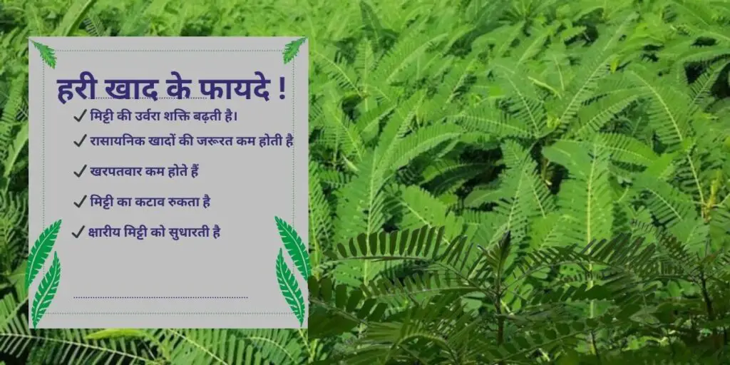 Hari Khad: Mitti ko Upjaau banane ka sasta aur natural method|मिट्टी को उपजाऊ बनाने का सस्ता और प्राकृतिक तरीका हरी खाद का उपयोग है! 2 Use of green manure to make the soil fertile!