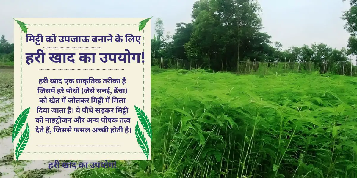 Read more about the article Hari Khad: Mitti ko Upjaau banane ka sasta aur natural method|मिट्टी को उपजाऊ बनाने का सस्ता और प्राकृतिक तरीका हरी खाद का उपयोग है!