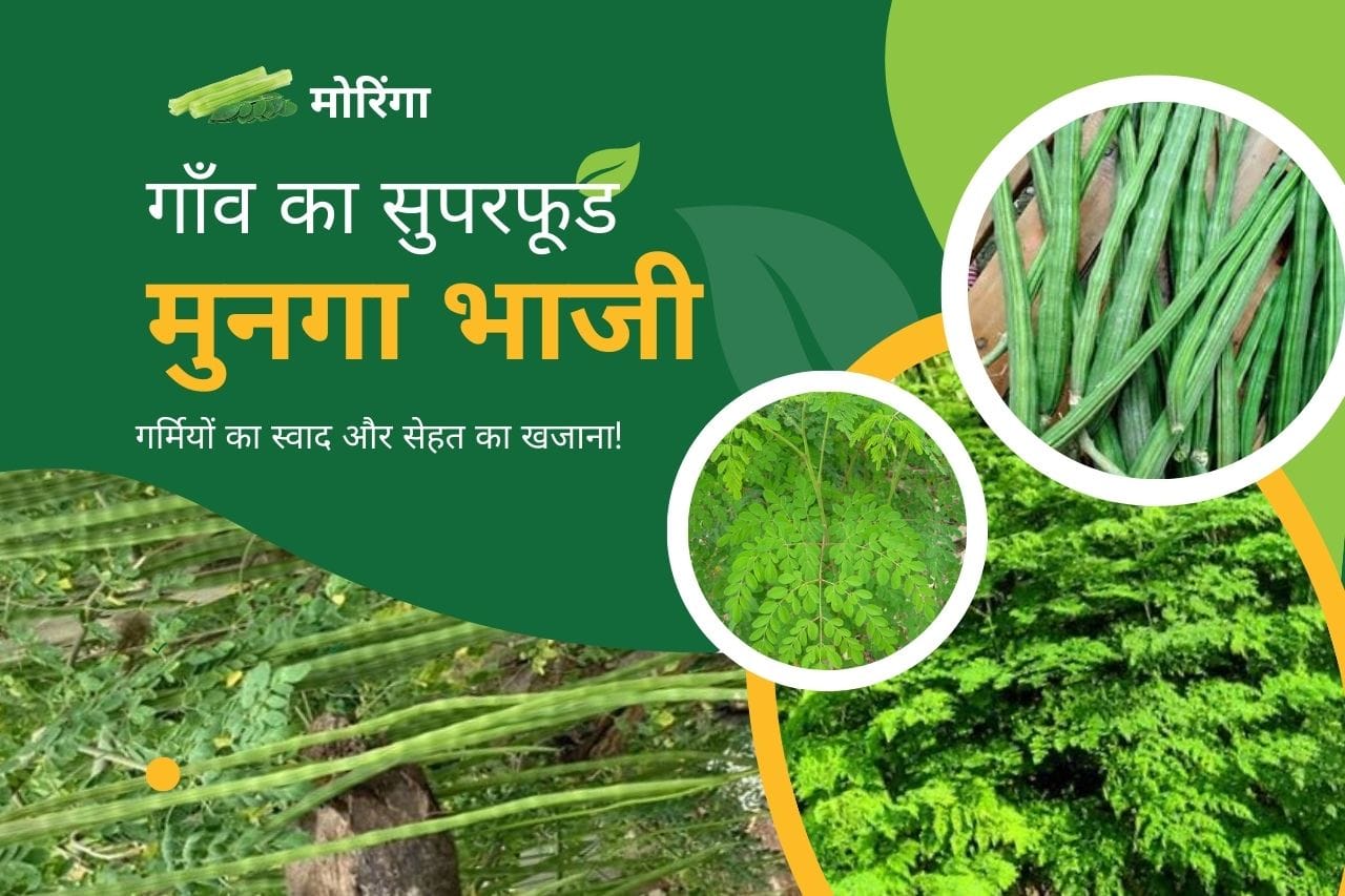 Read more about the article Village Superfood Munga Bhaji: गर्मियों का स्वाद और सेहत का खजाना!