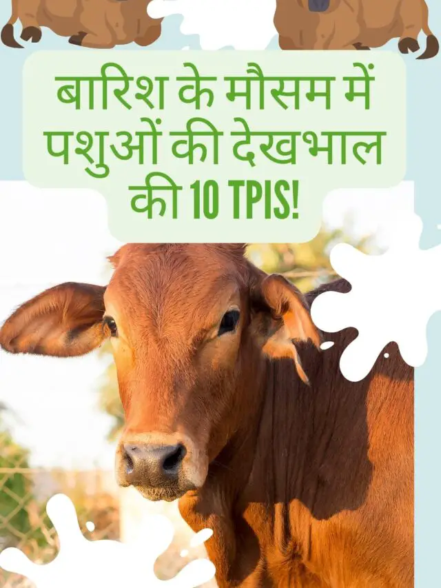 Animal care in rainy season important tips