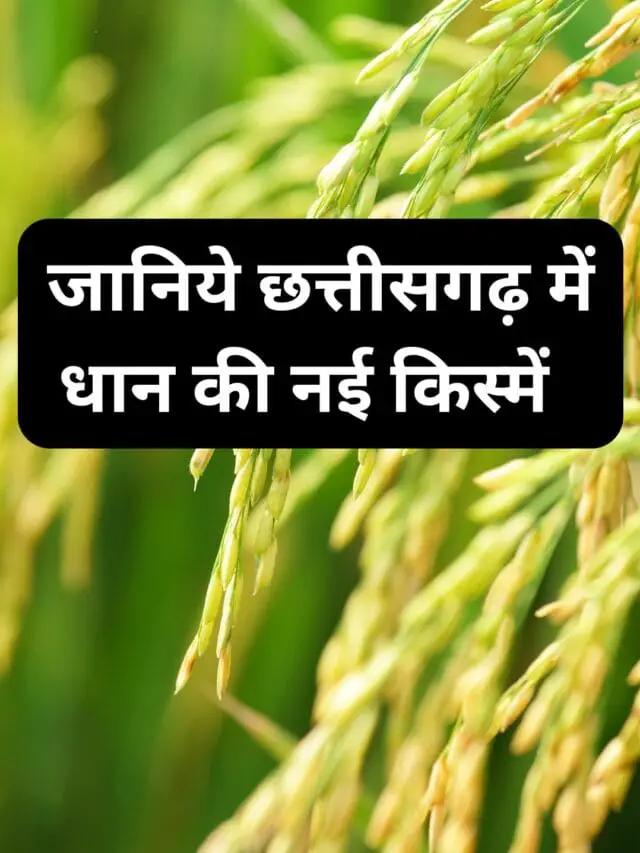 New varieties of paddy in Chhattisgarh