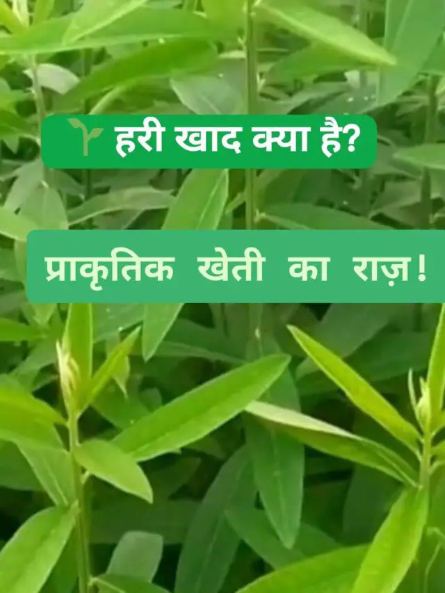 What is green manure