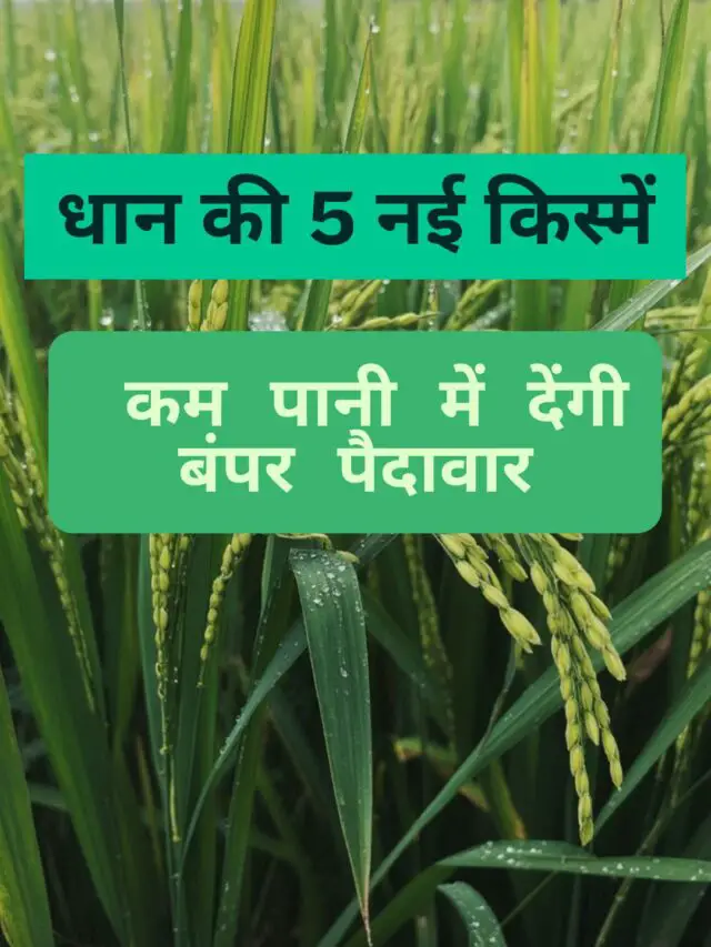 Top 5 new varieties of paddy