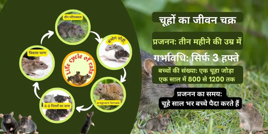 chuho se fasalon ko kaise bachaye | चूहों से फसलों और घरों को बचानें के आसान और कारगर तरीके| 2 चूहों का जीवन चक्र