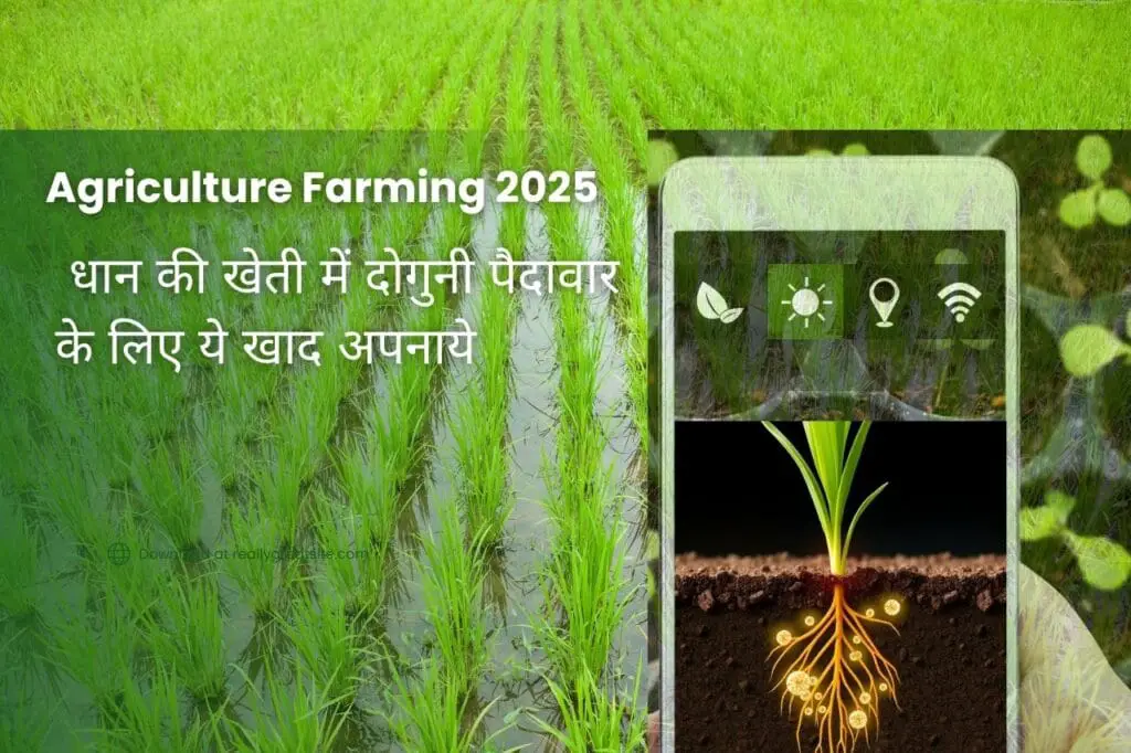 Agriculture Farming 2025:धान की खेती में दोगुनी पैदावार के लिए ये खाद अपनाये | 1 Agriculture Farming 2025