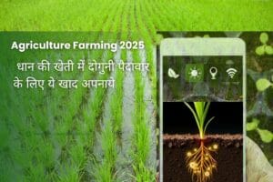 Read more about the article Agriculture Farming 2025:धान की खेती में दोगुनी पैदावार के लिए ये खाद अपनाये |