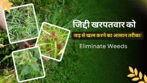 Read more about the article Eliminate Weeds 2025 : जिद्दी खरपतवार को जड़ से खत्म करने का आसान तरीका |