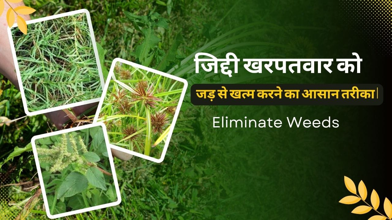 Read more about the article Eliminate Weeds 2025 : जिद्दी खरपतवार को जड़ से खत्म करने का आसान तरीका |