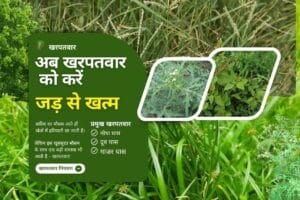 Read more about the article अब खरपतवार को करें जड़ से खत्म | Now eliminate kharpatwar from the roots.