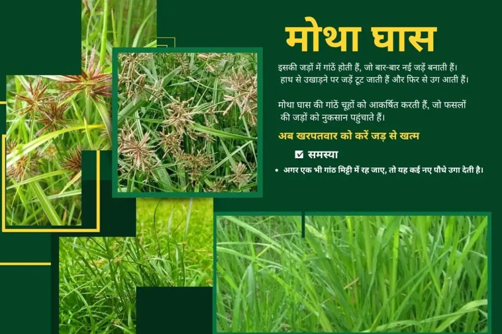 अब खरपतवार को करें जड़ से खत्म | Now eliminate kharpatwar from the roots. 2 Now eliminate kharpatwar from the roots.