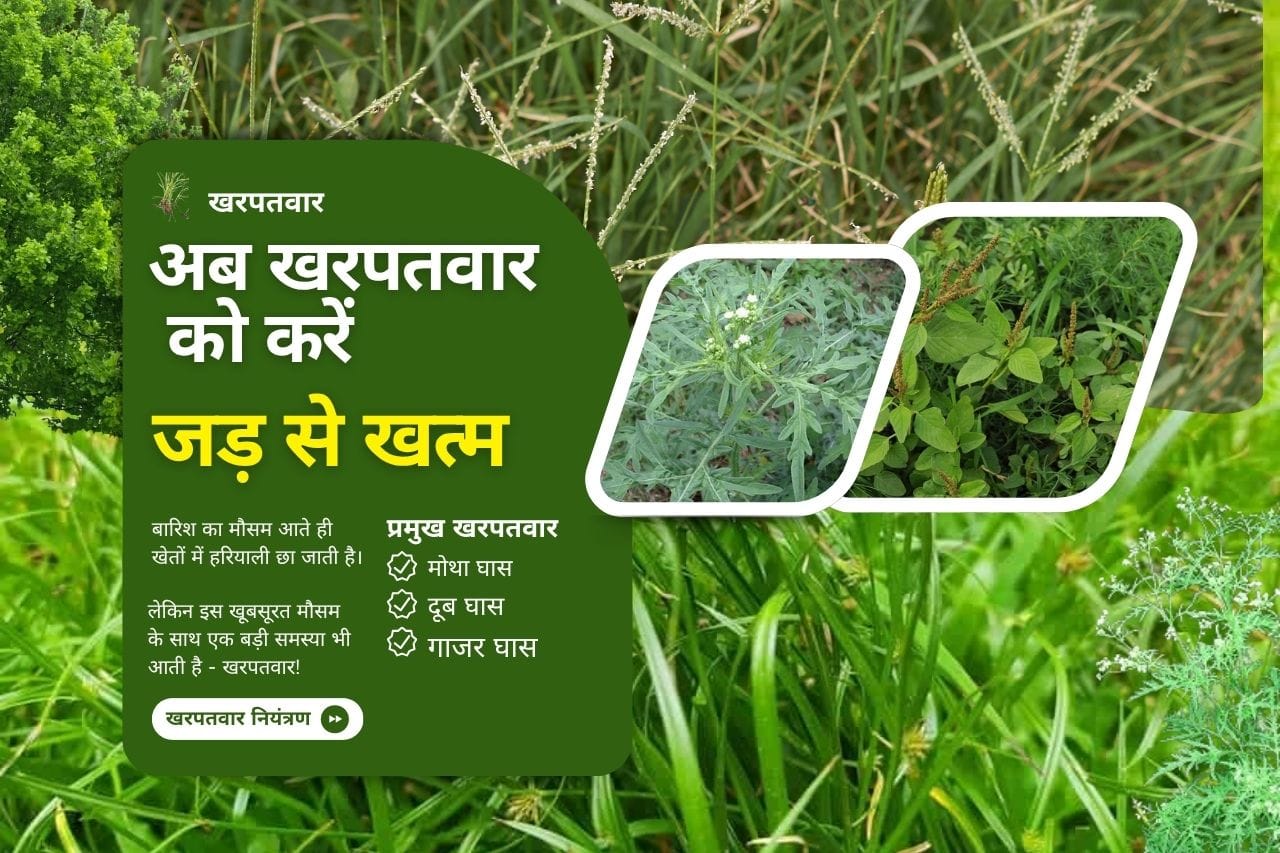 Read more about the article अब खरपतवार को करें जड़ से खत्म | Now eliminate kharpatwar from the roots.