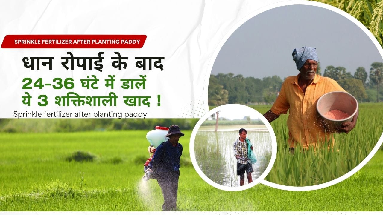 Read more about the article Sprinkle fertilizer after planting paddy : धान रोपाई के बाद 24-36 घंटे में डालें ये 3 शक्तिशाली खाद !