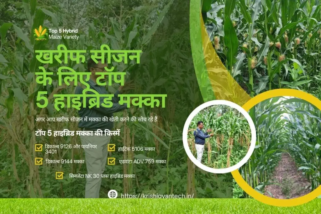 Barsati Makka Ki Top 5 variety | टॉप 5 हाईब्रिड मक्का वैरायटी | Top 5 Hybrid Maize Variety | 1 Top 5 Hybrid makka Variety