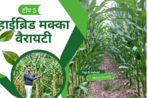 Read more about the article Barsati Makka Ki Top 5 variety | टॉप 5 हाईब्रिड मक्का वैरायटी | Top 5 Hybrid Maize Variety |
