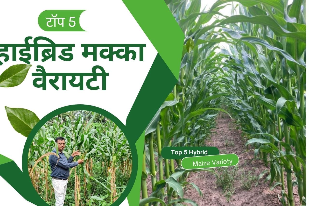 Read more about the article Barsati Makka Ki Top 5 variety | टॉप 5 हाईब्रिड मक्का वैरायटी | Top 5 Hybrid Maize Variety |