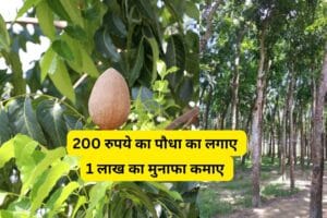 Read more about the article Advance farming : 200 रुपये का पौधा का लगाए , 1 लाख का मुनाफा कमाए !