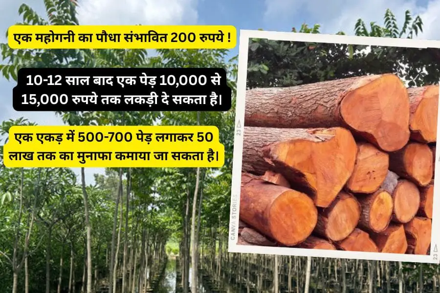 Advance farming mahogany