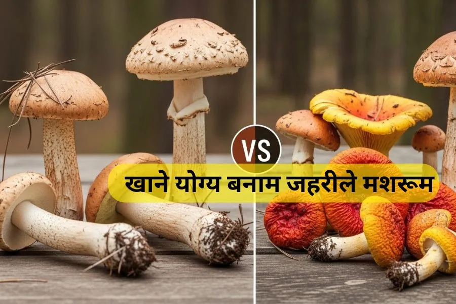 How to identify poisonous mushrooms? जहरीले मशरूम को कैसे पहचानें? 2 How to identify poisonous mushrooms