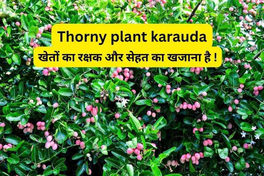 Thorny plant karauda 2025 : लाल फल वाली कांटेदार पौधा जो खेतों का रक्षक और सेहत का खजाना है ! 1 Thorny plant karauda