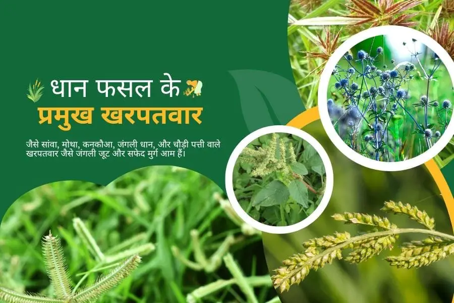 Weed Control:धान फसल में खरपतवार नियंत्रण के लिए 15 से 30 दिन सबसे अहम क्यों हैं? 1 Why are 15 to 30 days most important for weed control in paddy crop