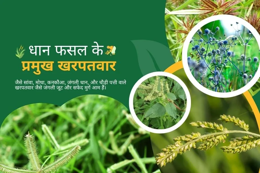 Weed Control:धान फसल में खरपतवार नियंत्रण के लिए 15 से 30 दिन सबसे अहम क्यों हैं? 1 Why are 15 to 30 days most important for weed control in paddy crop